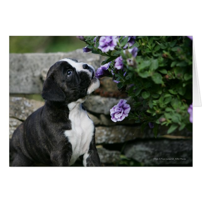Boxer Dog Panting (Anverso (Horizontal))