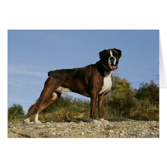 Boxer Dog Show Stance (Anverso (Horizontal))
