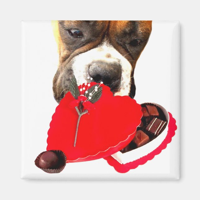Boxer el día de San Valentín con imán de chocolate (Frente)