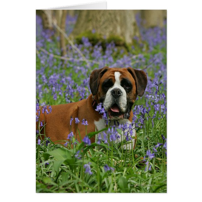 Boxer en Bluebells (Frente)