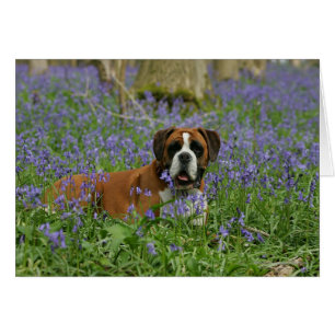 Boxer en Bluebells