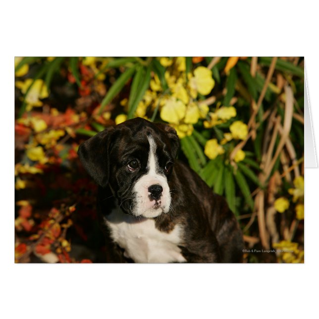 Boxer Puppies (Anverso (Horizontal))