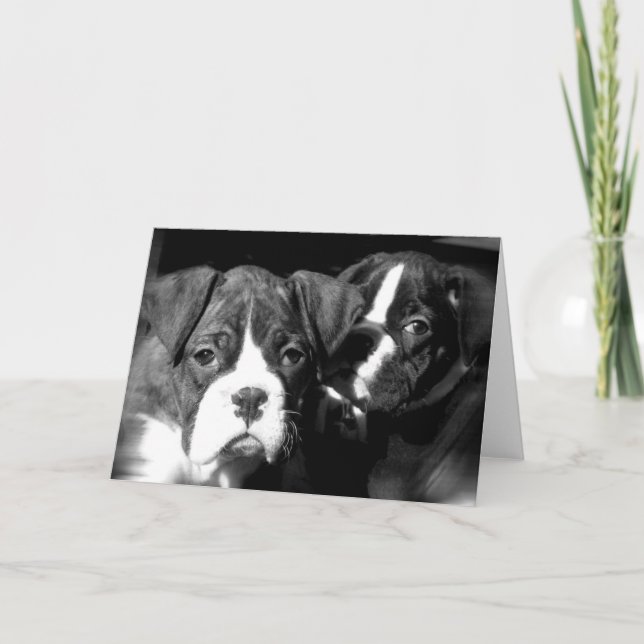 Boxer pups tarjeta de saludo (Anverso)