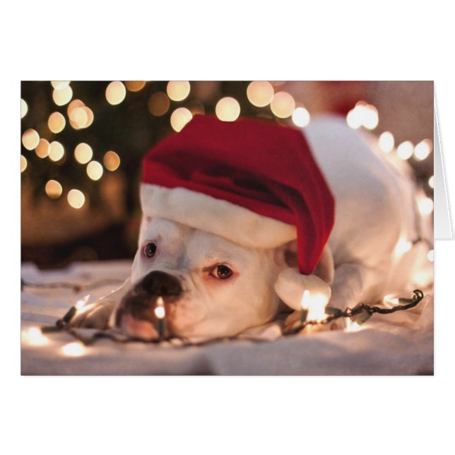 Boxer Santa (Anverso (Horizontal))