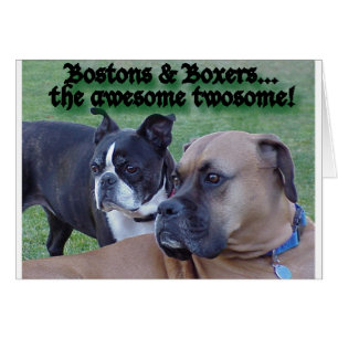 Boxers y Bostons