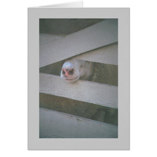 bozal de las ovejas a través de la valla