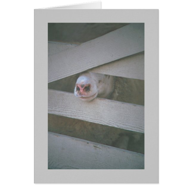 bozal de las ovejas a través de la valla (Frente)