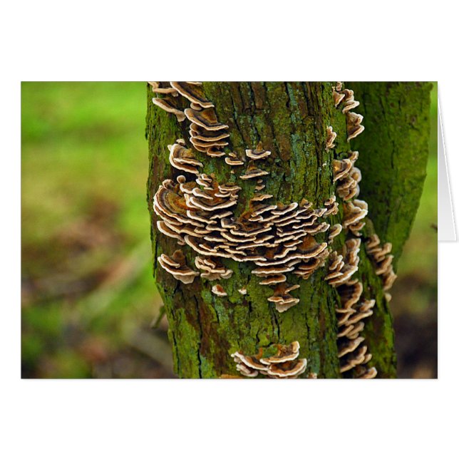 Bracket Funghi (Anverso (Horizontal))