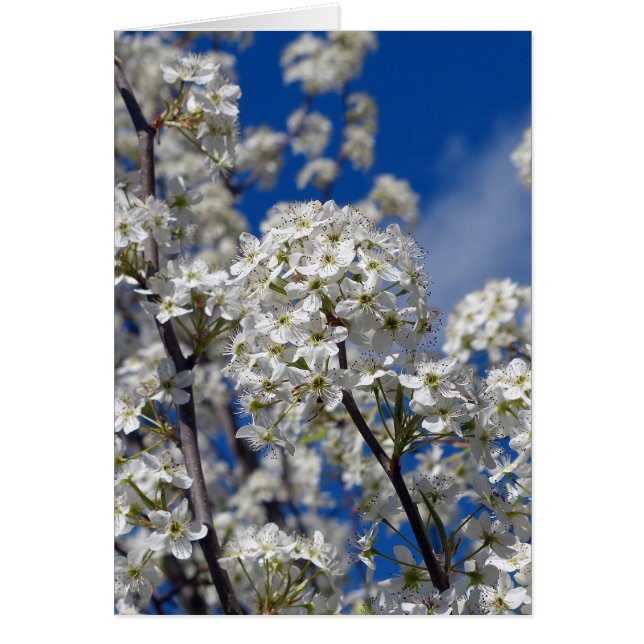 Bradford Pear Blooms (Frente)