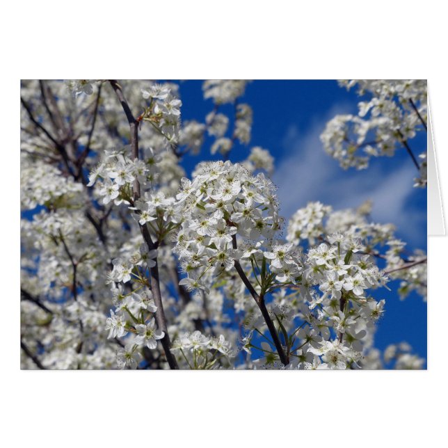 Bradford Pear Blooms (Anverso (Horizontal))