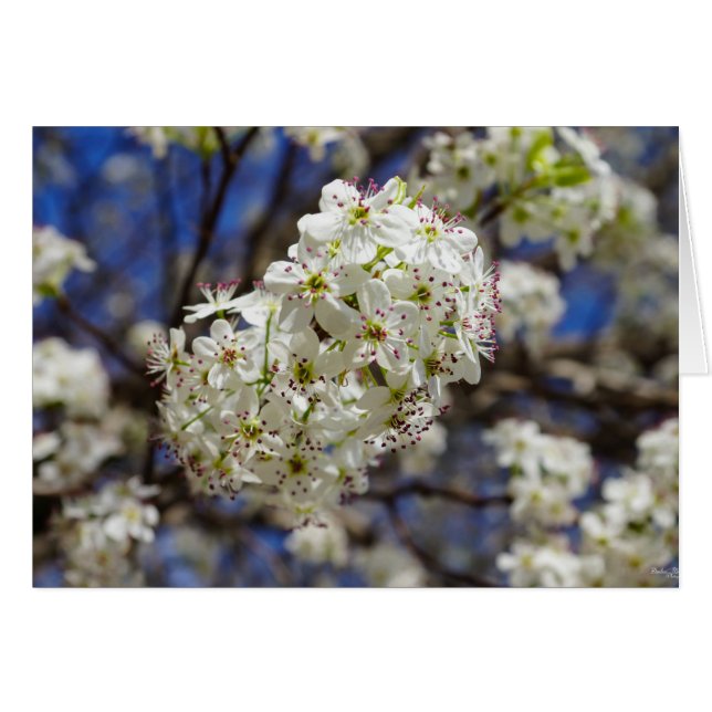 Bradford Pear Blooms (Anverso (Horizontal))