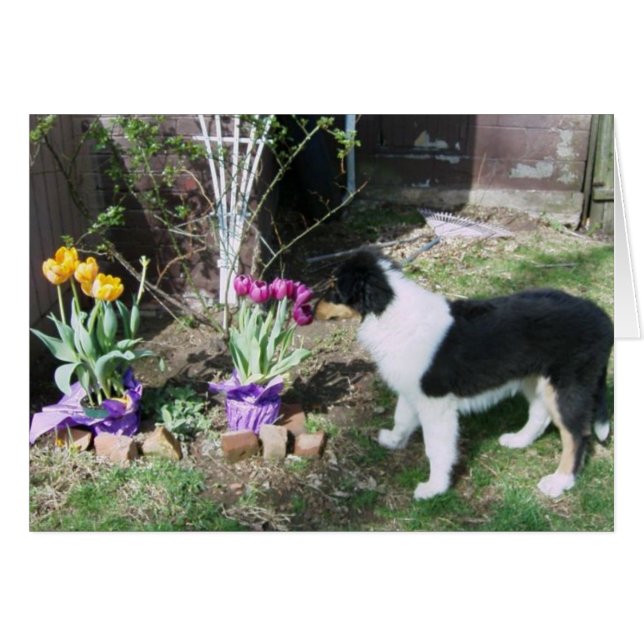 Braedyn huele las flores (Anverso (Horizontal))