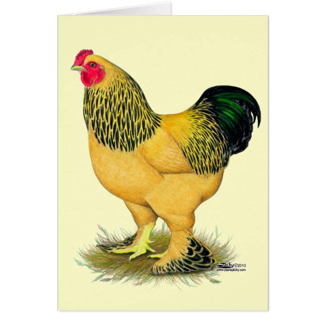 Brahma: Rooster de Buff (Frente)
