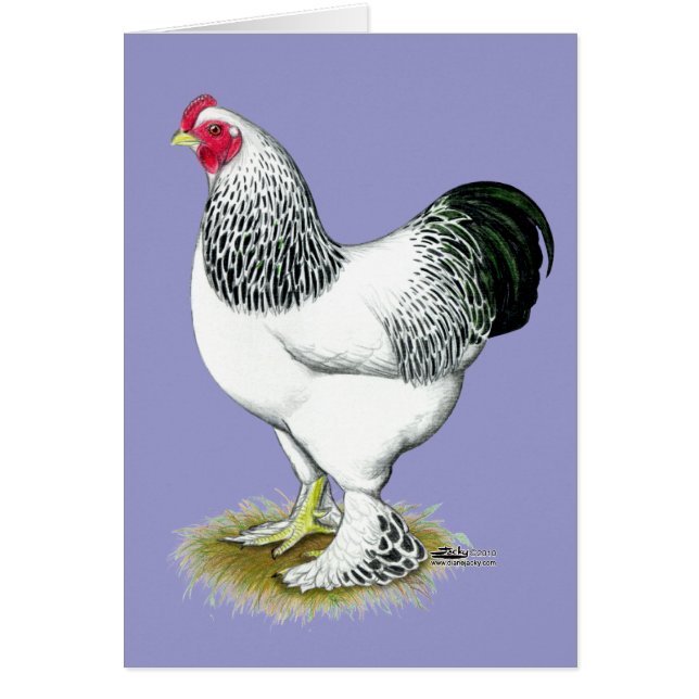 Brahma: Rooster ligero (Frente)