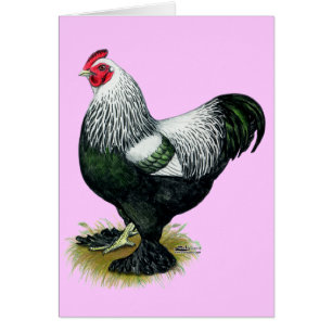 Brahma: Rooster oscuro