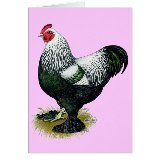 Brahma: Rooster oscuro (Frente)