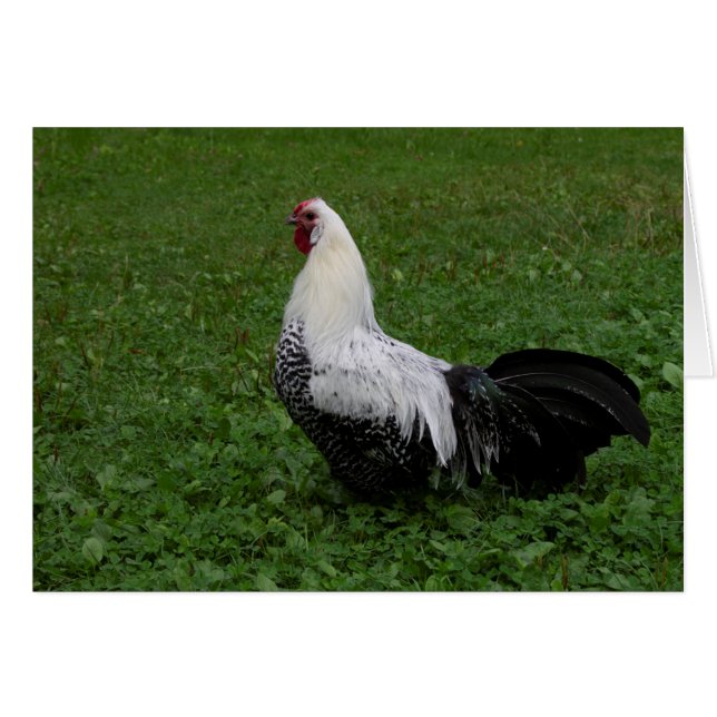 Brakel Hahn (Anverso (Horizontal))