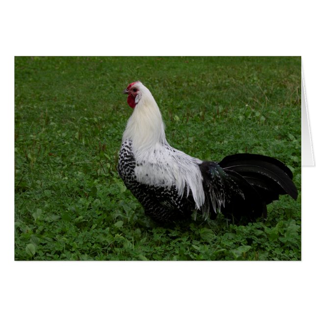 Brakel Hahn (Anverso (Horizontal))