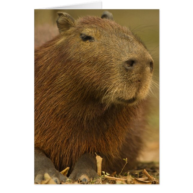 Brasil, Pantanal, Matto Grosso. Capibara (Frente)