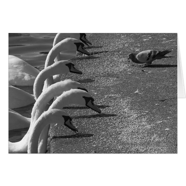 Brave Pigeon (Anverso (Horizontal))