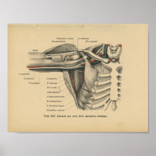 Brazo de Hombro de impresión de anatomía alemán de
