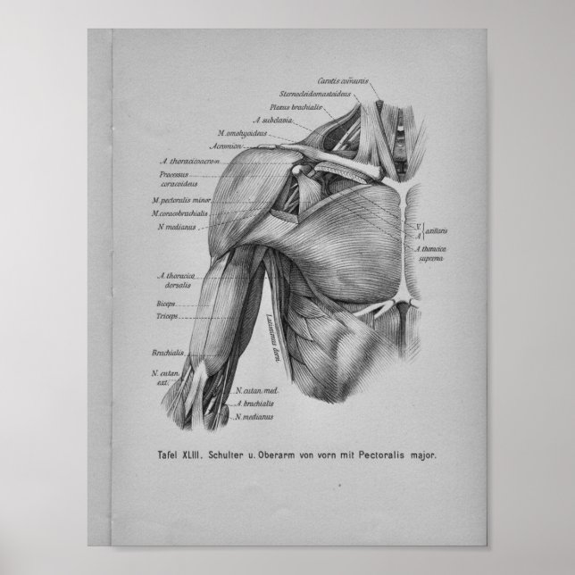 Brazo de hombro de impresión de anatomía humana de (Frente)