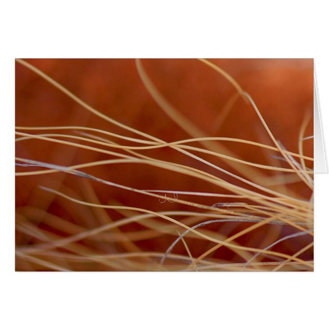 Brecha del desierto (Anverso (Horizontal))