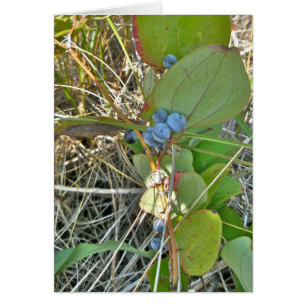 Briar de Bull (rotundifolia del Smilax) y vid de