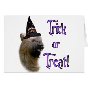 Briard Trick