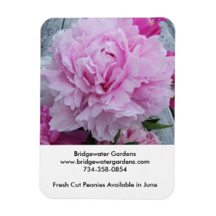 Bridgewater cultiva un huerto imán de los Peonies