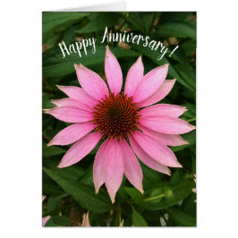 Bright Purple Coneflower Aniversario