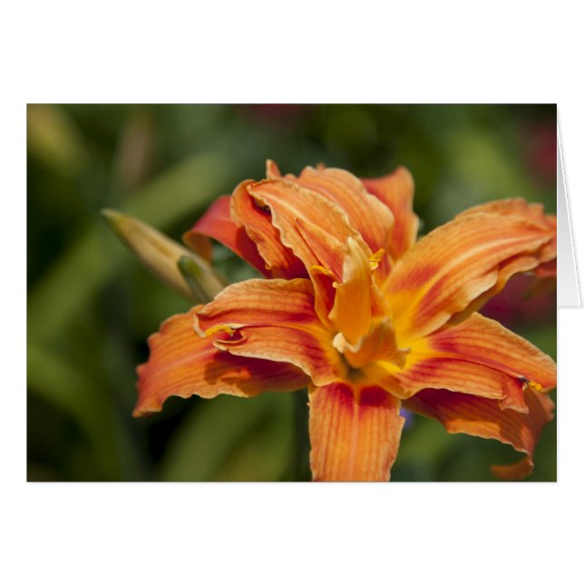 Brillancia naranja (Anverso (Horizontal))