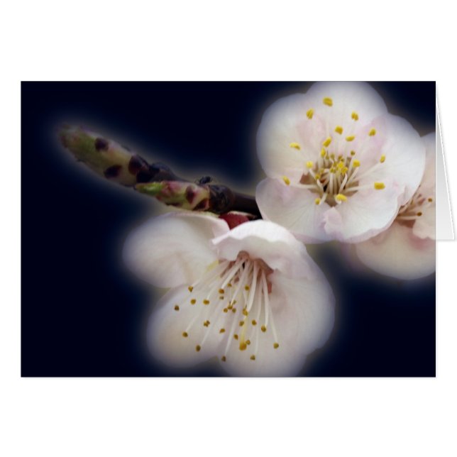 brillando a la luz de la luna (Anverso (Horizontal))