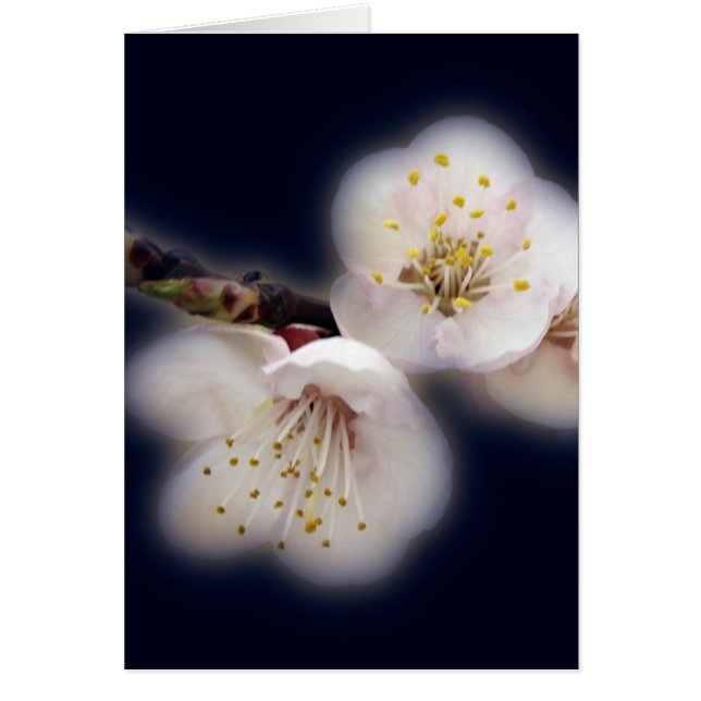 brillando a la luz de la luna (Frente)