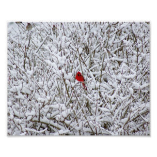 ¡Brillante Cardenal! Impresión fotográfica 10x8