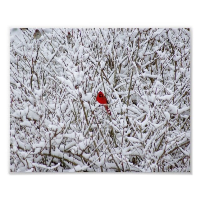¡Brillante Cardenal! Impresión fotográfica 10x8 (Frente)