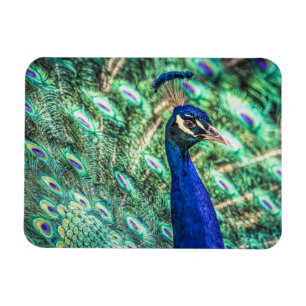 Brillante en el imán azul y verde del pavo real