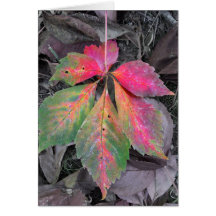 Brillante entre el gris y la hoja de otoño