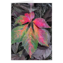 Brillante entre el gris y la hoja de otoño