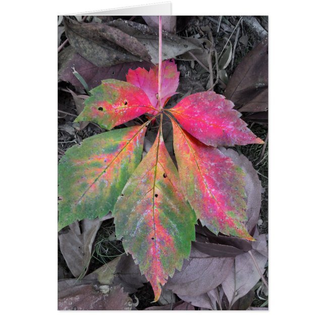 Brillante entre el gris y la hoja de otoño (Frente)