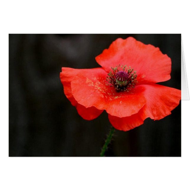 Brillante Red Poppy (Anverso (Horizontal))
