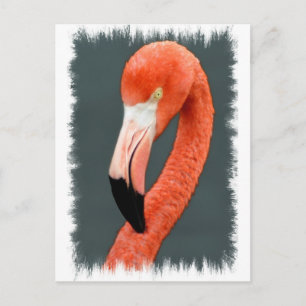 Brillante tarjeta postal Flamingo