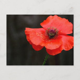 Brillante tarjeta postal roja