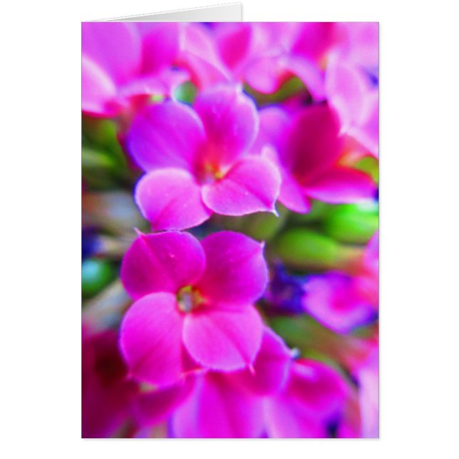 Brillantes flores de Kalanchoe Pink Magenta Púrpur (Frente)