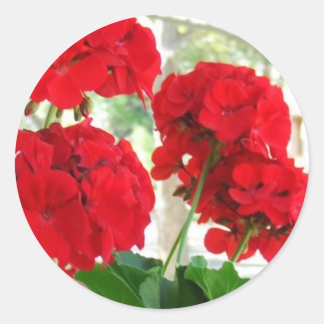 Brillantes Geranios Rojos Pegatinas Grandes regalo (Anverso)