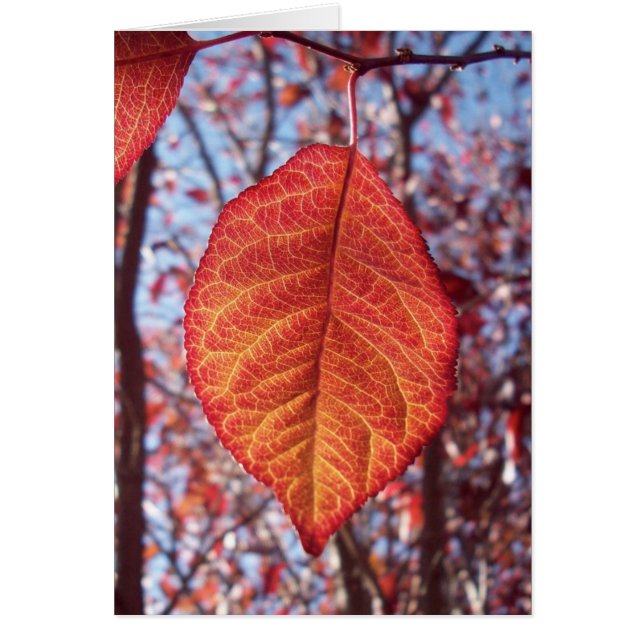 Brillantez vibrante (Frente)