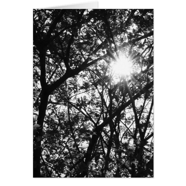 Brillo a través (Frente)