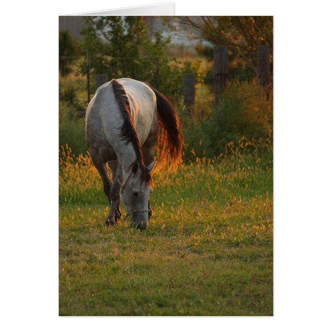 Brillo cálido (Frente)