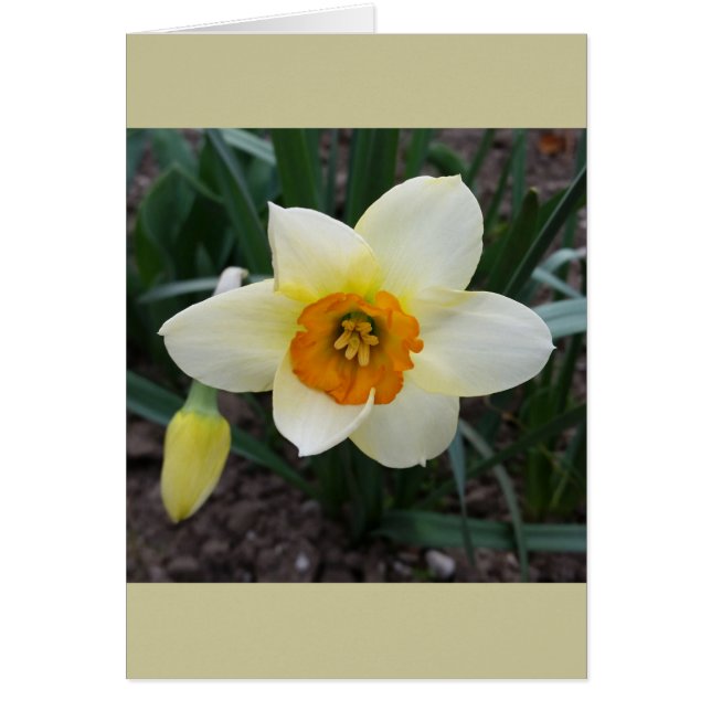 brillo de daffodil blanco (Frente)