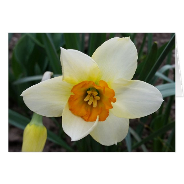 brillo de daffodil blanco (Anverso (Horizontal))